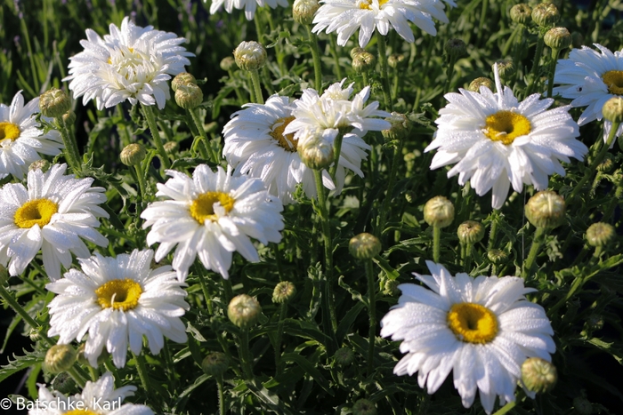 Shasta Daisy - Leucanthemum x superbum 'White Magic'