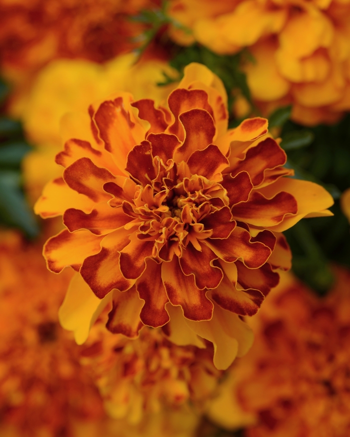 Marigold - Tagetes patula 'Bonanza Bolero'