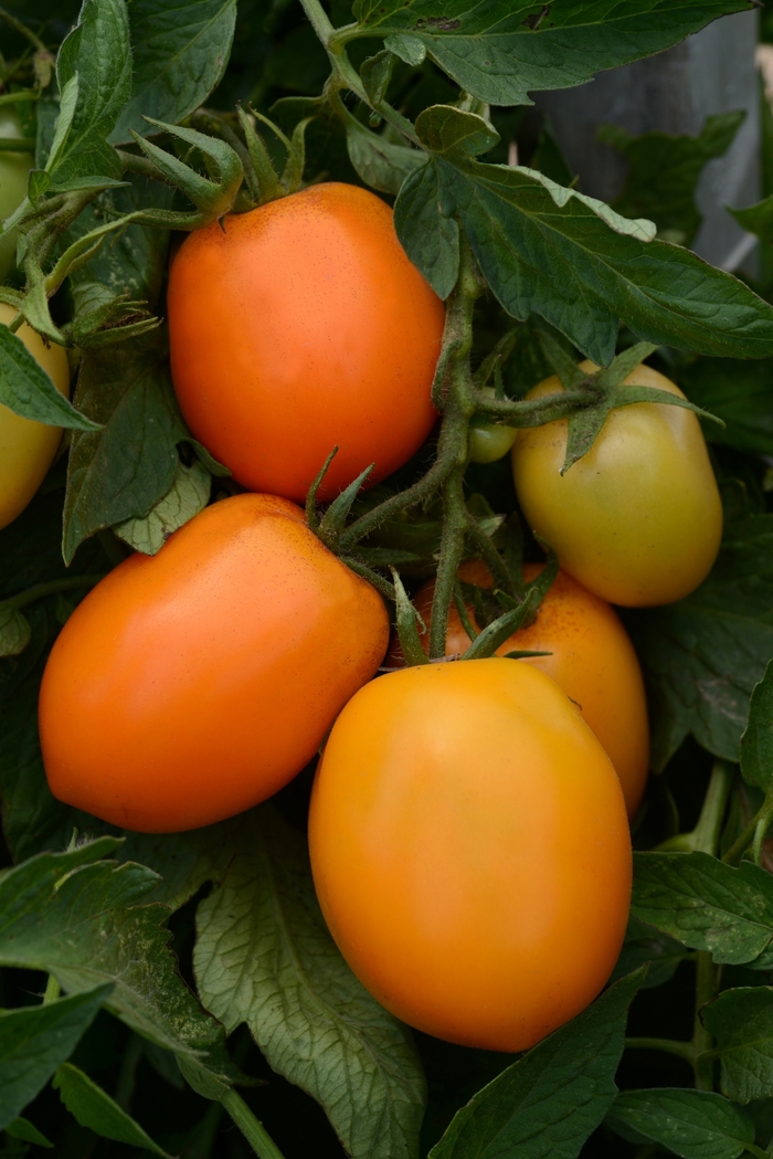 Tomato - Lycopersicon esculentum 'Sunrise Sauce' Tomato - Lycopersicon esculentum 'Sunrise Sauce'