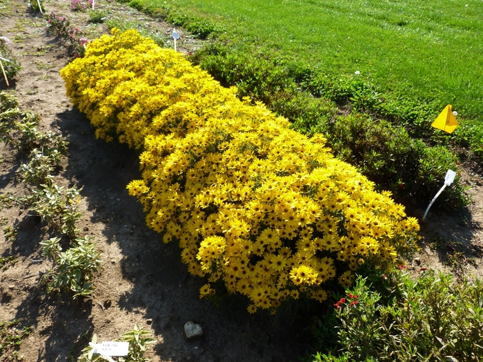 Thin-leaved Sunflower - Helianthus salicifolius 'Autumn Gold'