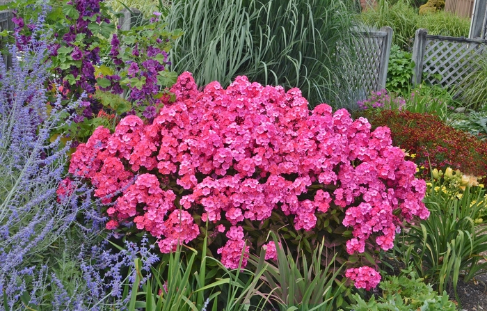 Garden Phlox - Phlox paniculata 'Glamour Girl'