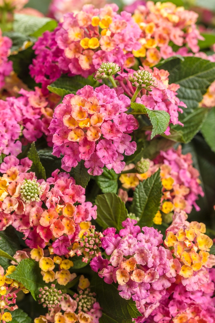 Luscious® Lantana - Lantana camara 'Royale Cosmo' Luscious® Lantana - Lantana camara 'Royale Cosmo'