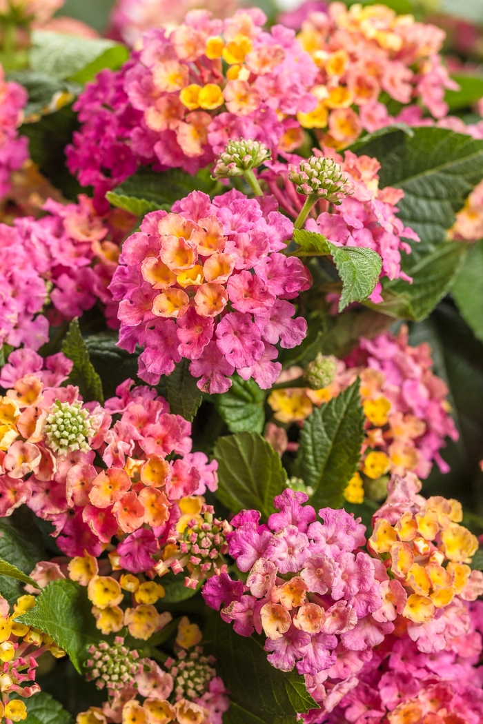 Luscious® Lantana - Lantana camara 'Royale Cosmo'