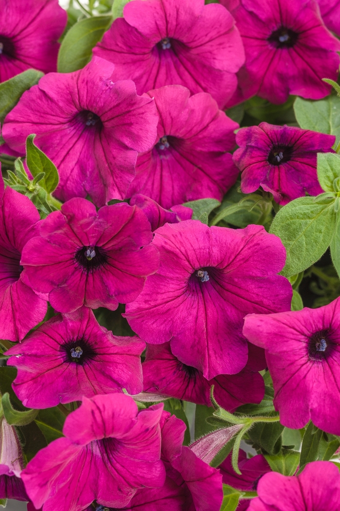 Supertunia® Royal Magenta - Petunia hybrid Supertunia® Royal Magenta - Petunia hybrid