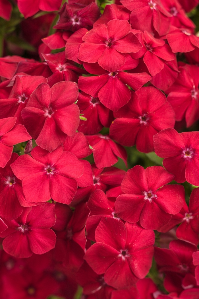 Phlox - Phlox 'Intensia® Red Hot' Phlox - Phlox 'Intensia® Red Hot'
