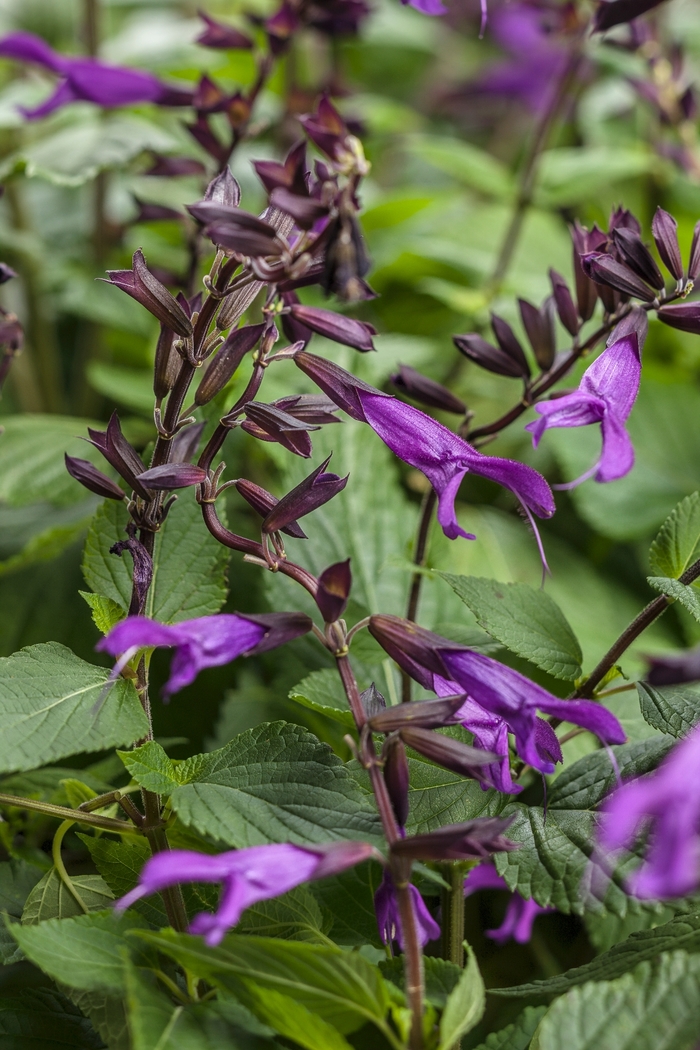 Rockin™ Sage - Salvia 'Rockin' Deep Purple' Rockin™ Sage - Salvia 'Rockin' Deep Purple'