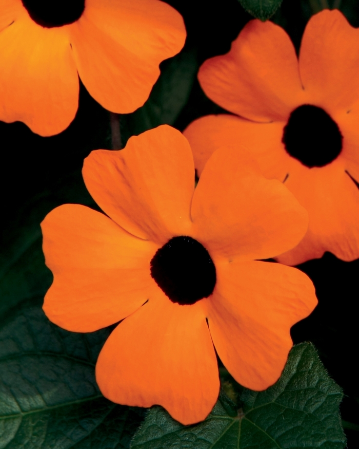 'Orange A-Peel®' Black-Eyed Susan Vine - Thunbergia alata 'Orange A-Peel®' Black-Eyed Susan Vine - Thunbergia alata