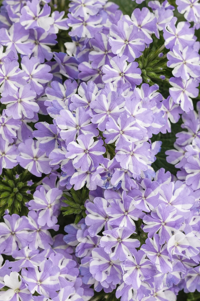 Superbena® Verbena - Verbena 'Stormburst'