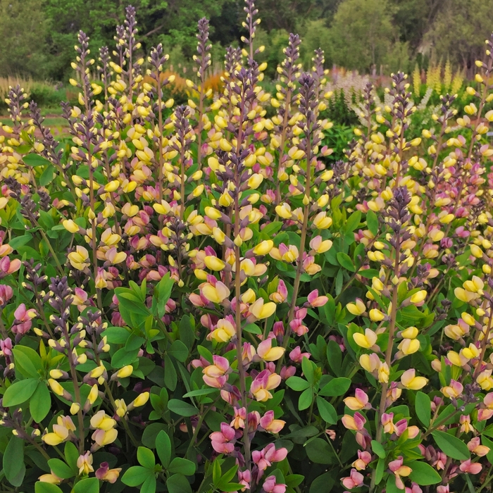 Decadence® False Indigo - Baptisia 'Decadence® Deluxe Pink Lemonade'