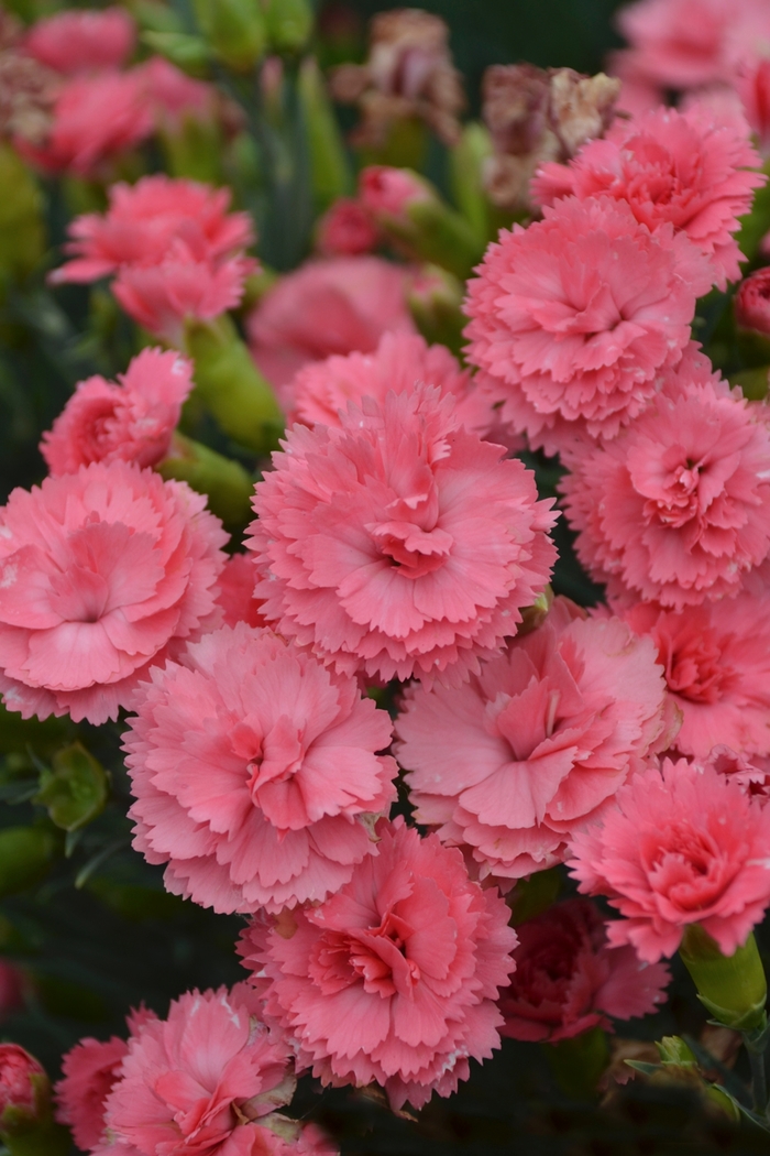 Fruit Punch® 'Classic Coral' - Dianthus hybrid 'Fruit Punch Classic Coral'