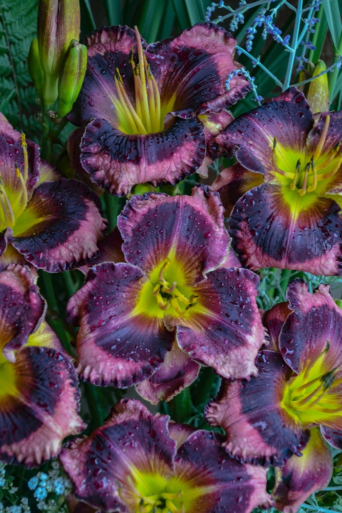 Rainbow Rhythm® Storm Shelter - Hemerocallis hybrid Rainbow Rhythm® Storm Shelter - Hemerocallis hybrid