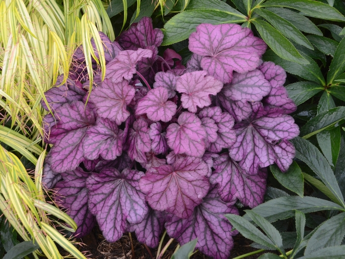 Coral Bells - Heuchera 'Wild Rose' 'PPAF'' Coral Bells - Heuchera 'Wild Rose' 'PPAF''