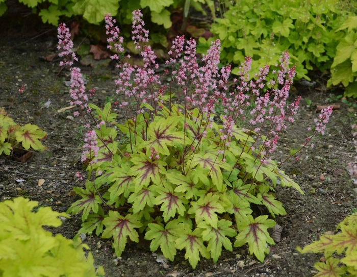 Fun and Games® - Heucherella hybrid 'Eye Spy'