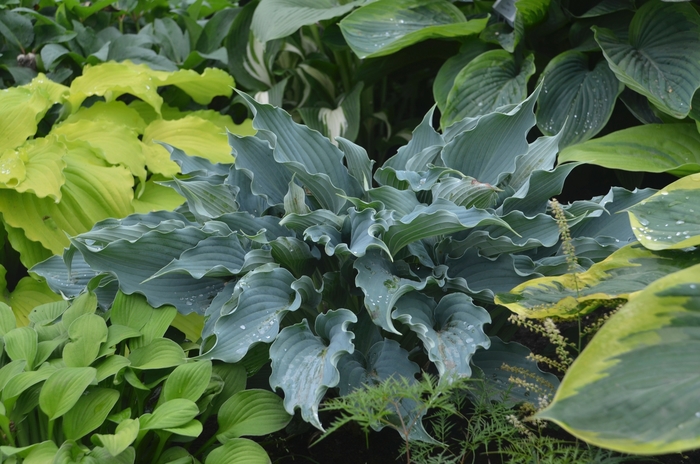 Shadowland® 'Waterslide' - Hosta hybrid Shadowland® 'Waterslide' - Hosta hybrid