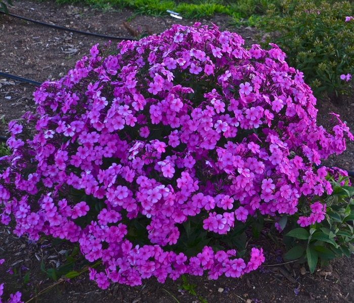Tall Cushion Phlox - Phlox hybrid 'Cloudburst' Tall Cushion Phlox - Phlox hybrid 'Cloudburst'