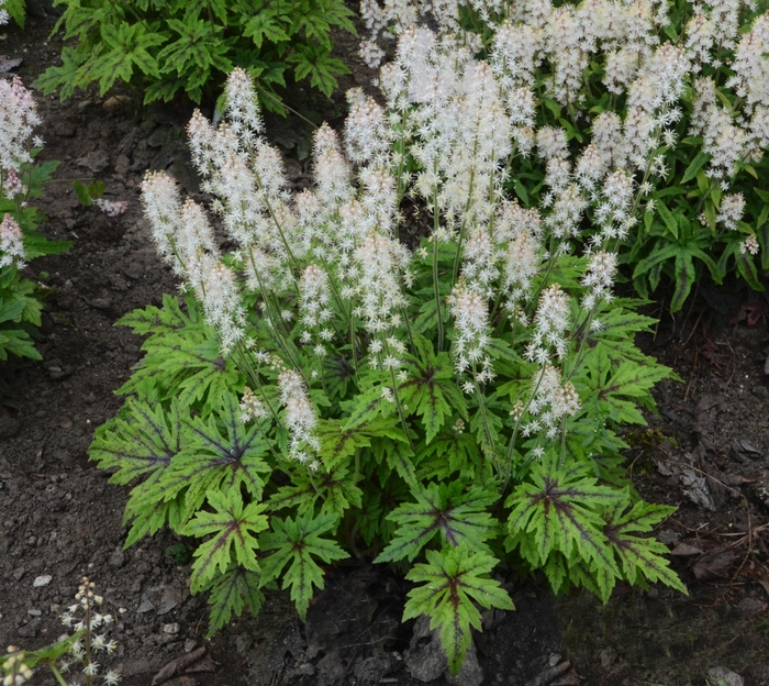 Foamflower - Tiarella hybrid 'Cutting Edge'