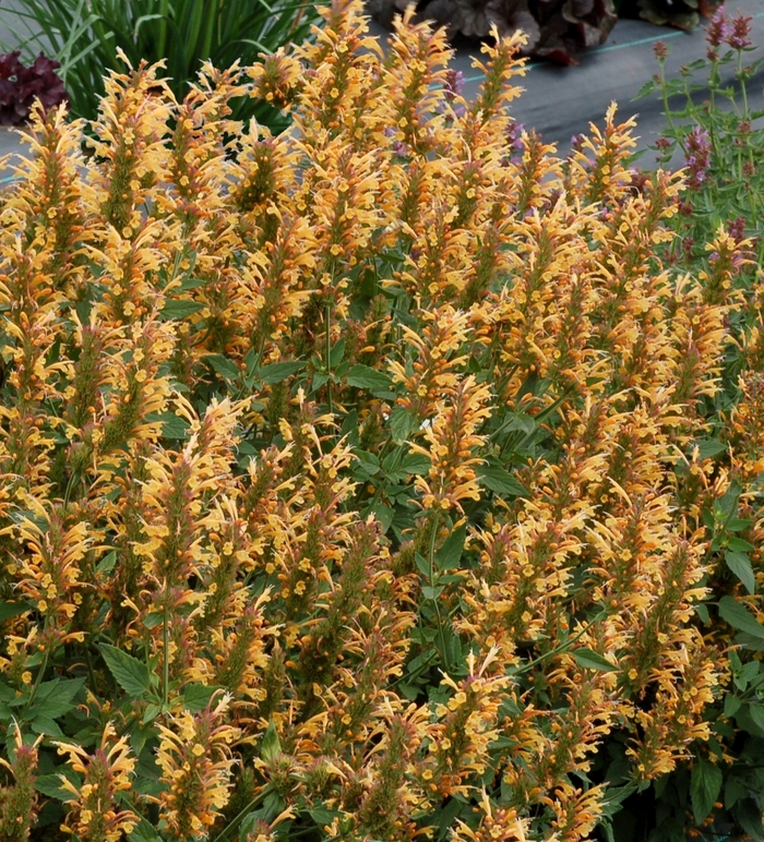 Agastache - Agastache (Hummingbird mint) Kudos™ 'Gold' Agastache - Agastache (Hummingbird mint) Kudos™ 'Gold'