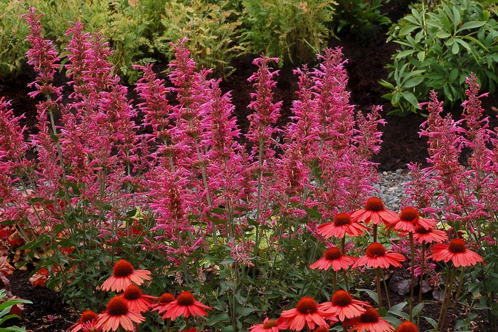 Anise Hyssop - Agastache hybrid 'Morello' Anise Hyssop - Agastache hybrid 'Morello'