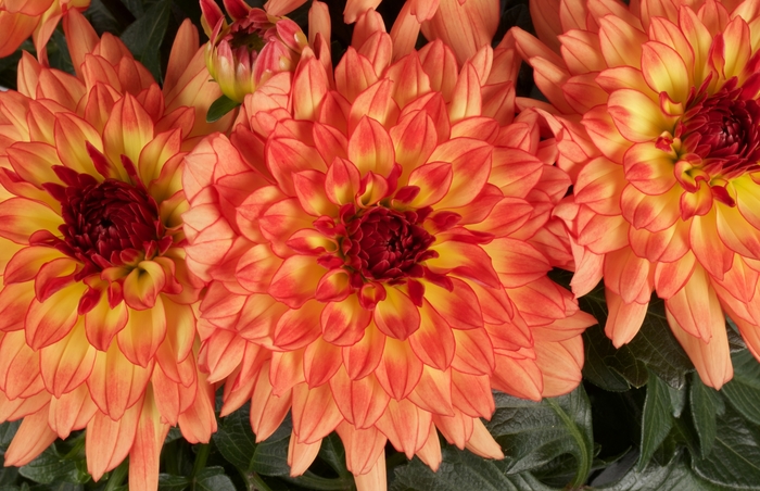 Dalina® Grande Tequila - Dahlia hybrid