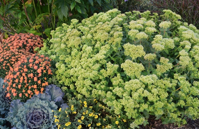 Rock N Grow® 'Lemonjade' - Sedum hybrida Rock N Grow® 'Lemonjade' - Sedum hybrida