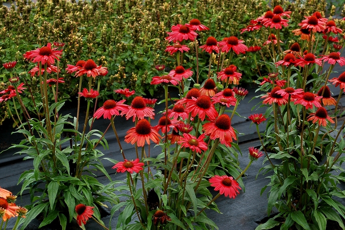 Coneflower - Echinacea 'Kismet Red' Coneflower - Echinacea 'Kismet Red'