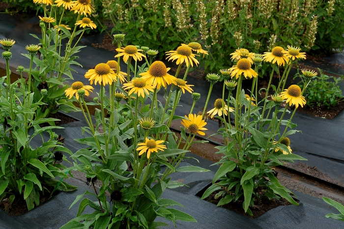 Coneflower - Echinacea 'Kismet Yellow' Coneflower - Echinacea 'Kismet Yellow'