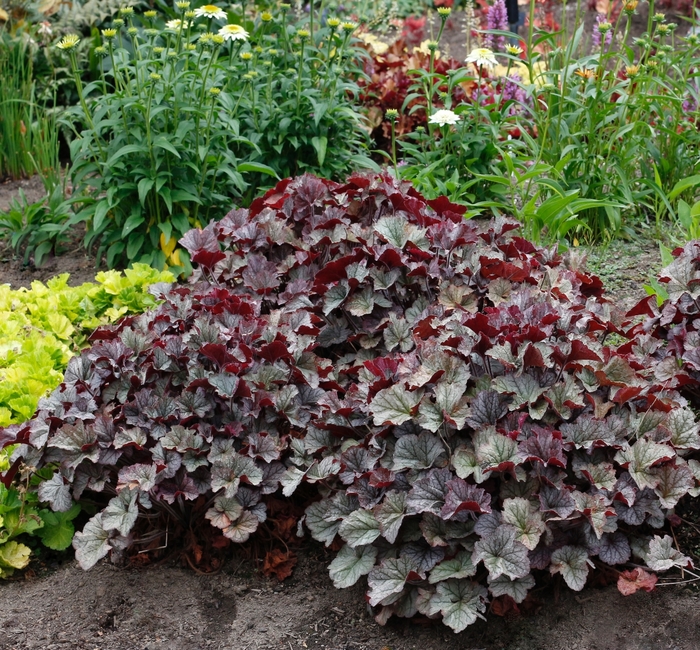 Coral Bells - Heuchera 'Northern Exposure Silver'