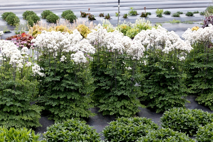 Meadow Rue - Thalictrum aquilegifolium 'Nimbus White' Meadow Rue - Thalictrum aquilegifolium 'Nimbus White'