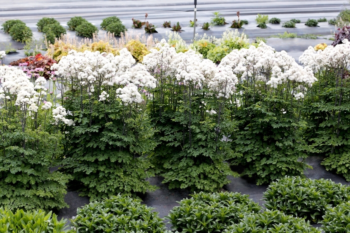 Meadow Rue - Thalictrum aquilegifolium 'Nimbus White'