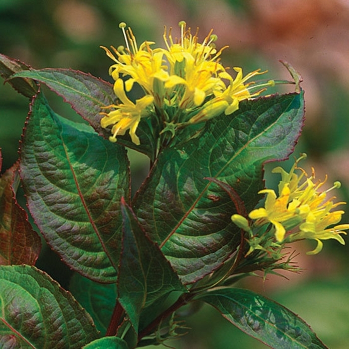 'Butterfly' Southern Bush-honeysuckle - Diervilla sessilifolia 'Butterfly'