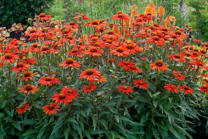 Coneflower - Echinacea 'Kismet Intense Orange'