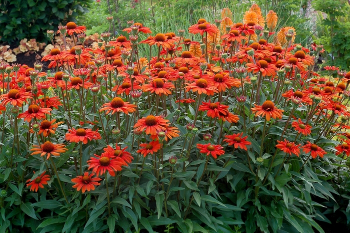 Coneflower - Echinacea 'Kismet Intense Orange' Coneflower - Echinacea 'Kismet Intense Orange'