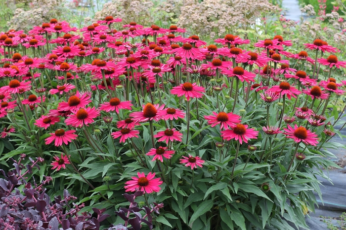 Coneflower - Echinacea 'Kismet Raspberry' Coneflower - Echinacea 'Kismet Raspberry'