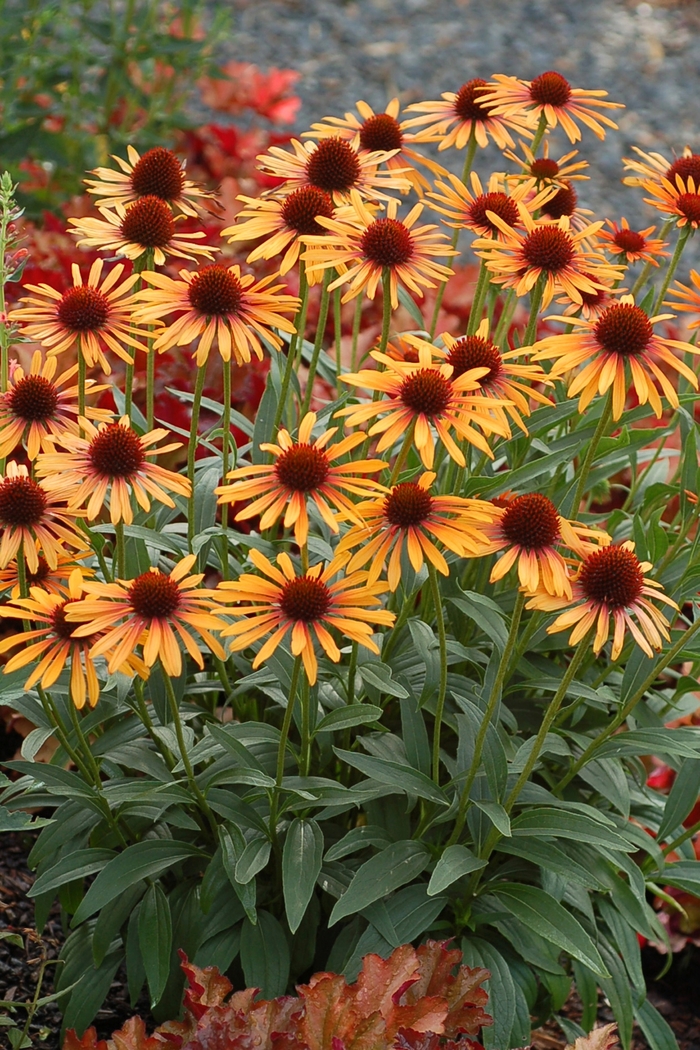 Prairie Pillars™ Coneflower - Echinacea 'Flame thrower'