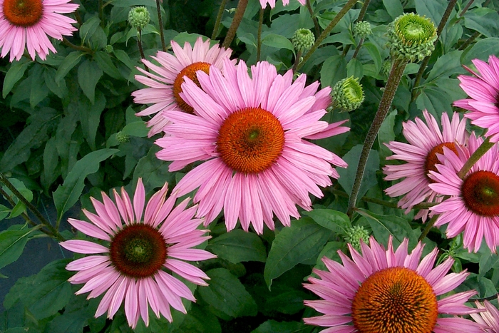 Coneflower - Echinacea purpurea 'Ruby Giant' 