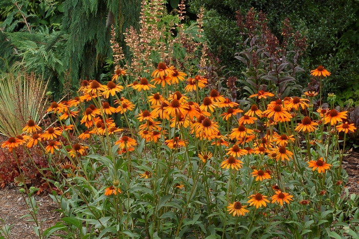 Coneflower - Echinacea 'Tiki Torch'