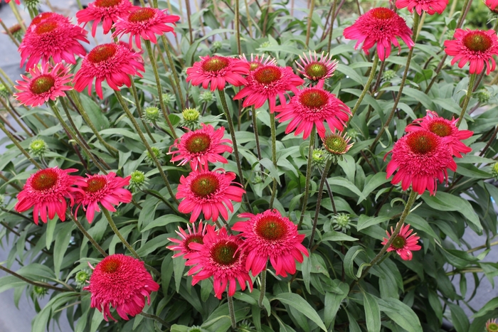Coneflower - Echinacea 'Cara Mia Rose' Coneflower - Echinacea 'Cara Mia Rose'