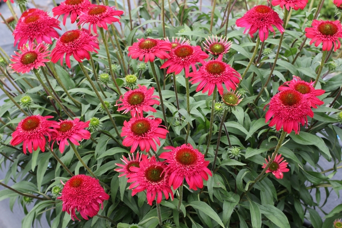 Coneflower - Echinacea 'Cara Mia Rose'