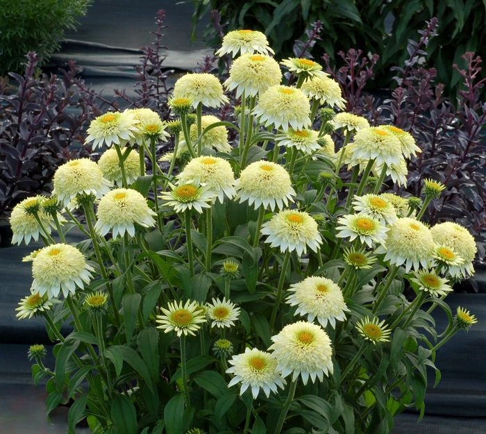 Coneflower - Echinacea 'Puff Vanilla' Coneflower - Echinacea 'Puff Vanilla'