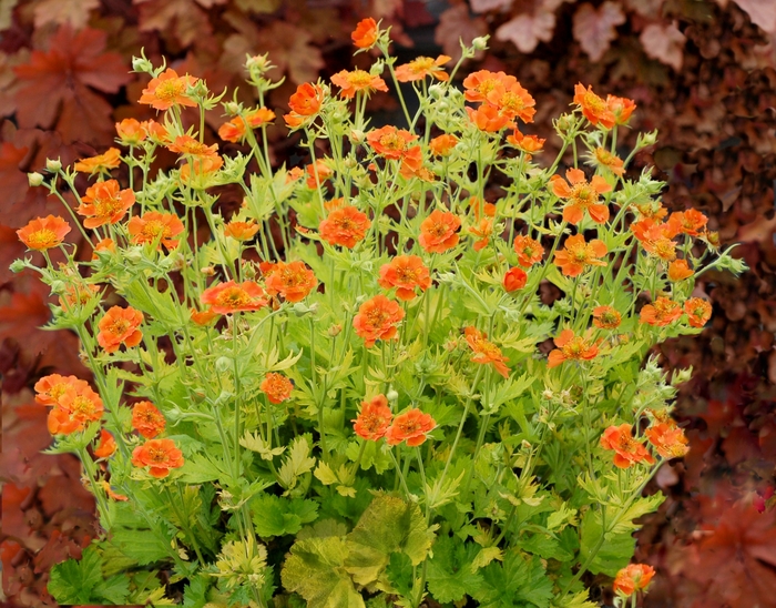 Avens - Geum 'Sunkissed Lime' Avens - Geum 'Sunkissed Lime'