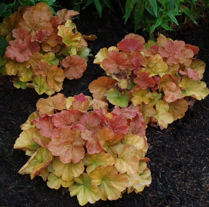 Coral Bells - Heuchera 'Northern Exposure Amber'