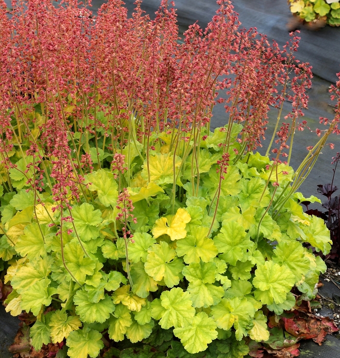 Coral Bells - Heuchera 'Northern Exposure Lime'