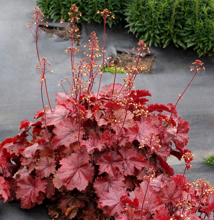 Coral Bells - Heuchera 'Northern Exposure Red'