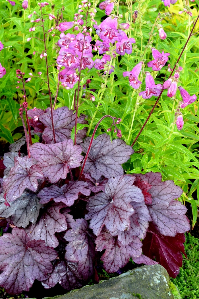 Coral Bells - Heuchera 'Georgia Plum'