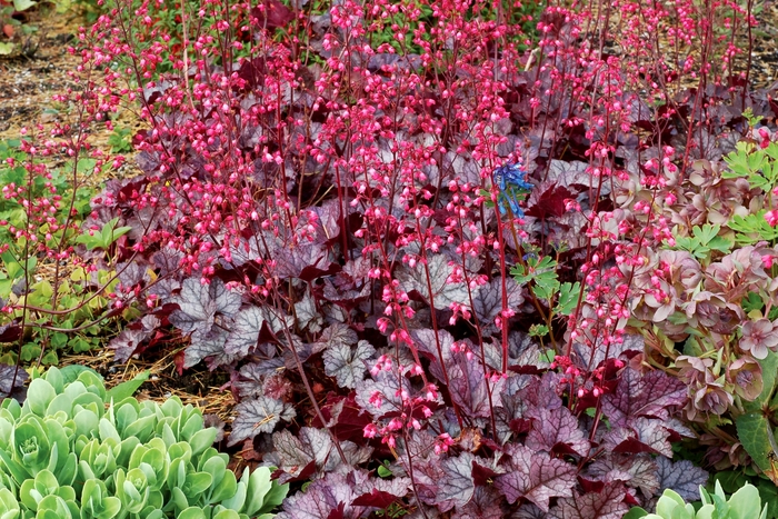 Coral Bells - Heuchera 'Glitter'