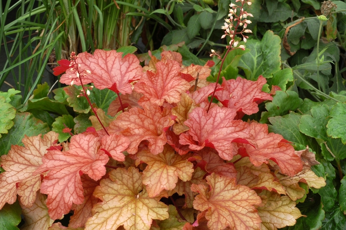Coral Bells - Heuchera 'Paprika' Coral Bells - Heuchera 'Paprika'