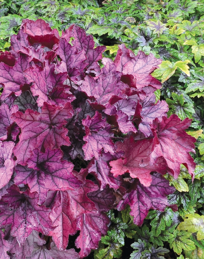 Coral Bells - Heuchera 'Spellbound'