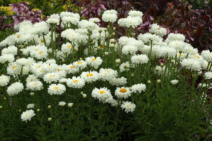 Shasta Daisy - Leucanthemum x superbum 'Victorian Secret'