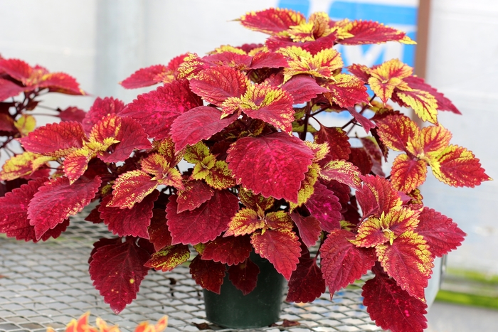 Color Clouds™ Coleus - Coleus 'Hottie' Color Clouds™ Coleus - Coleus 'Hottie'