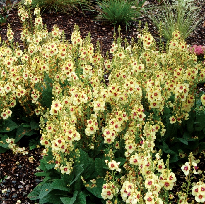 Mullein - Verbascum 'Dark Eyes' Mullein - Verbascum 'Dark Eyes'